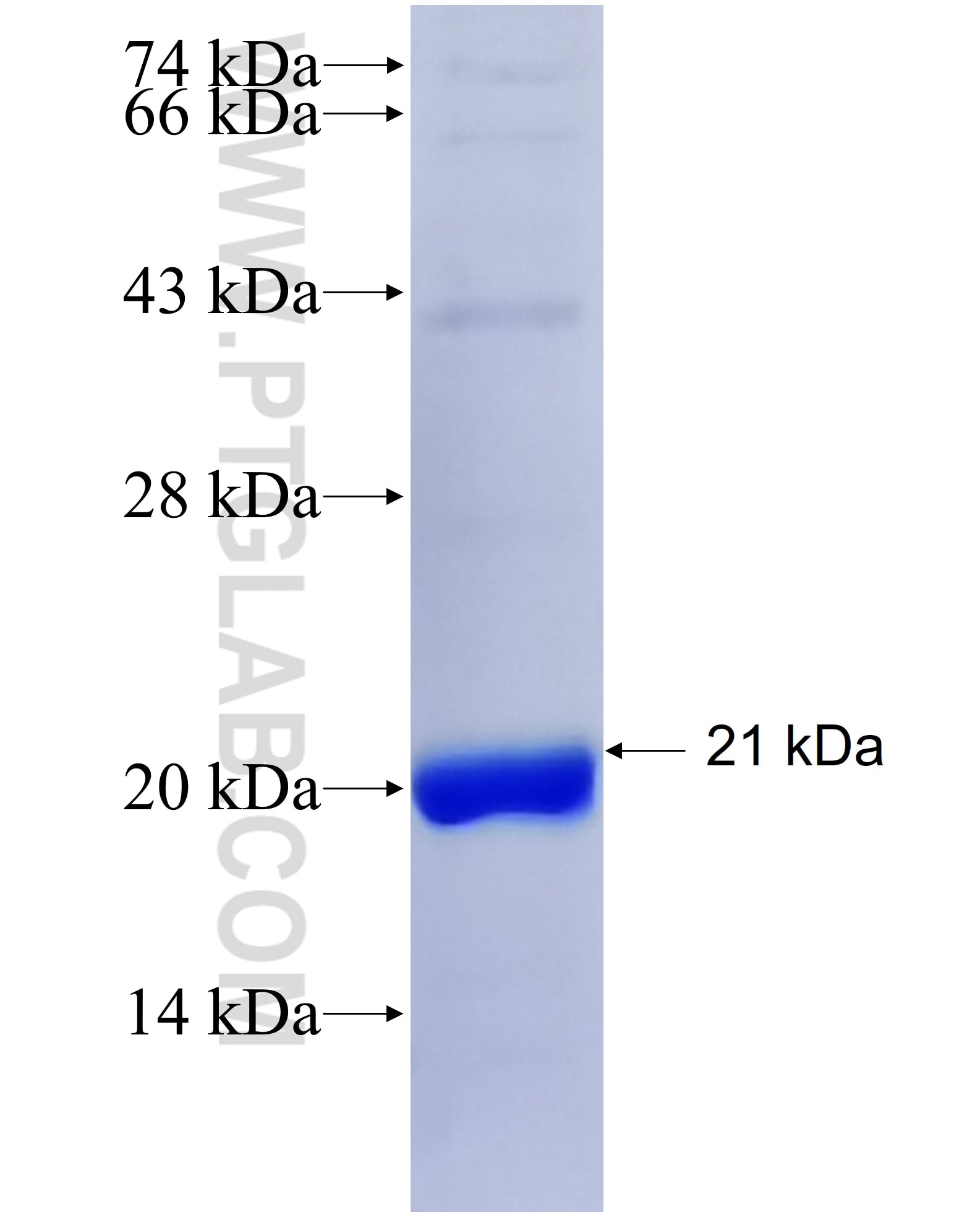 MMP9 fusion protein Ag26140 SDS-PAGE