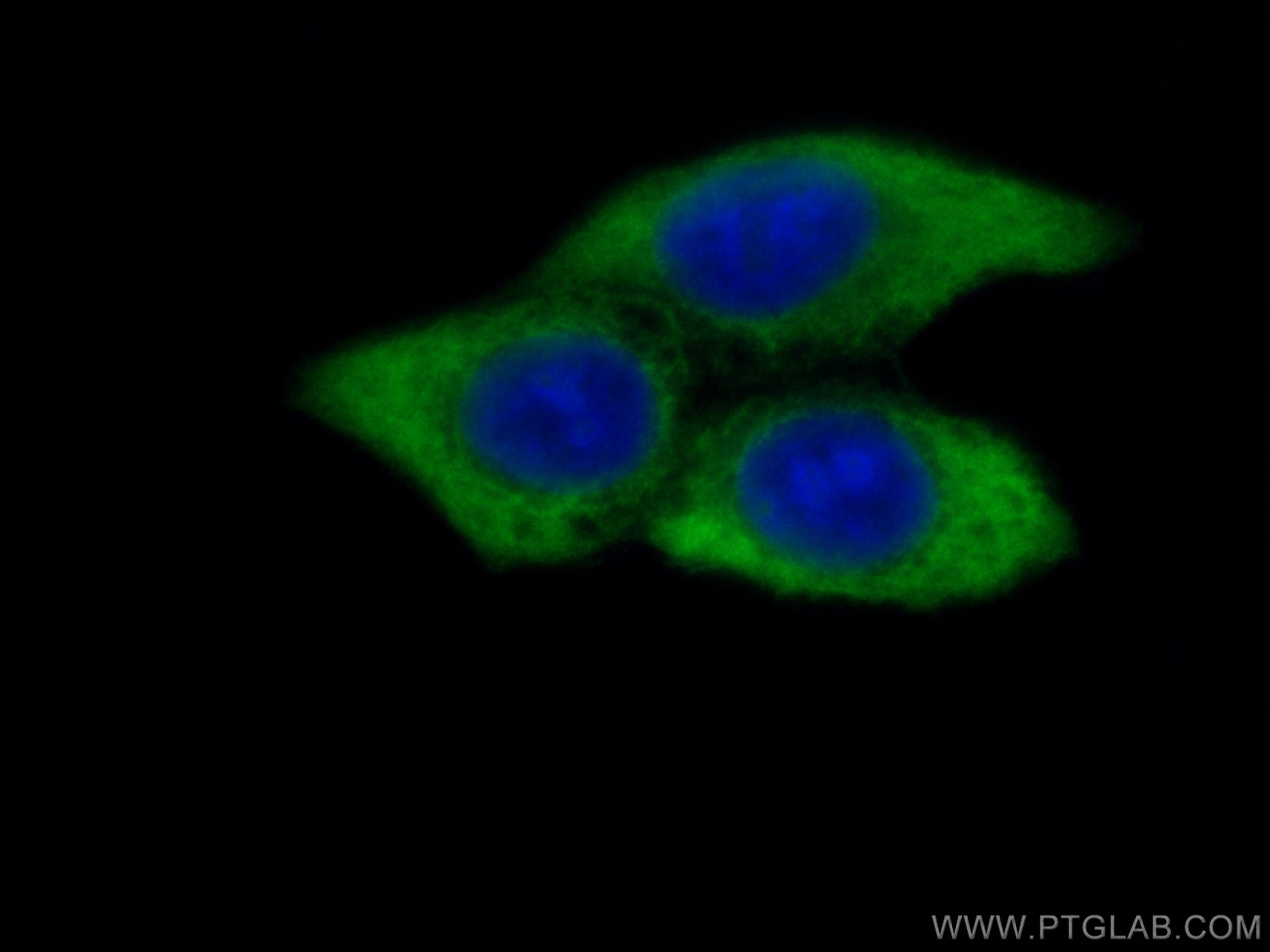 IF Staining of MCF-7 using CL488-10375