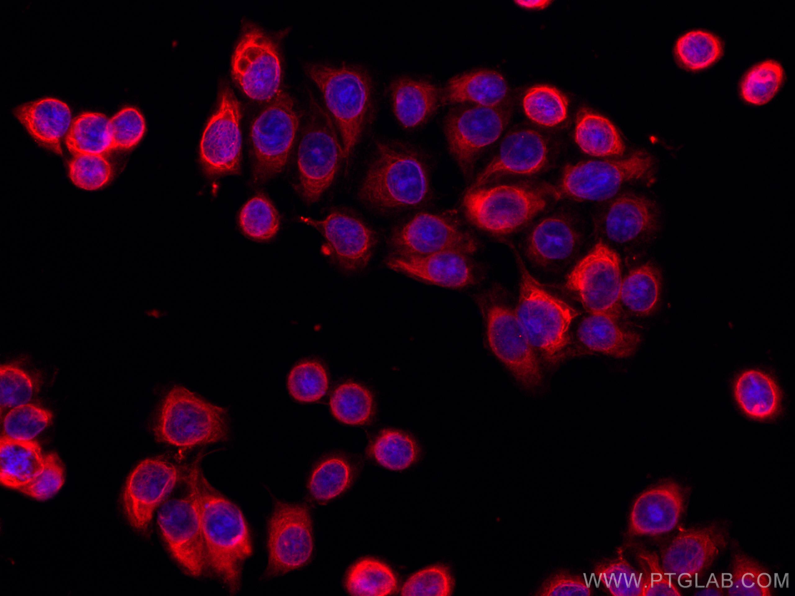 Immunofluorescence (IF) / fluorescent staining of MCF-7 cells using CoraLite®594-conjugated MMP9 (N-terminal) Polyclon (CL594-10375)
