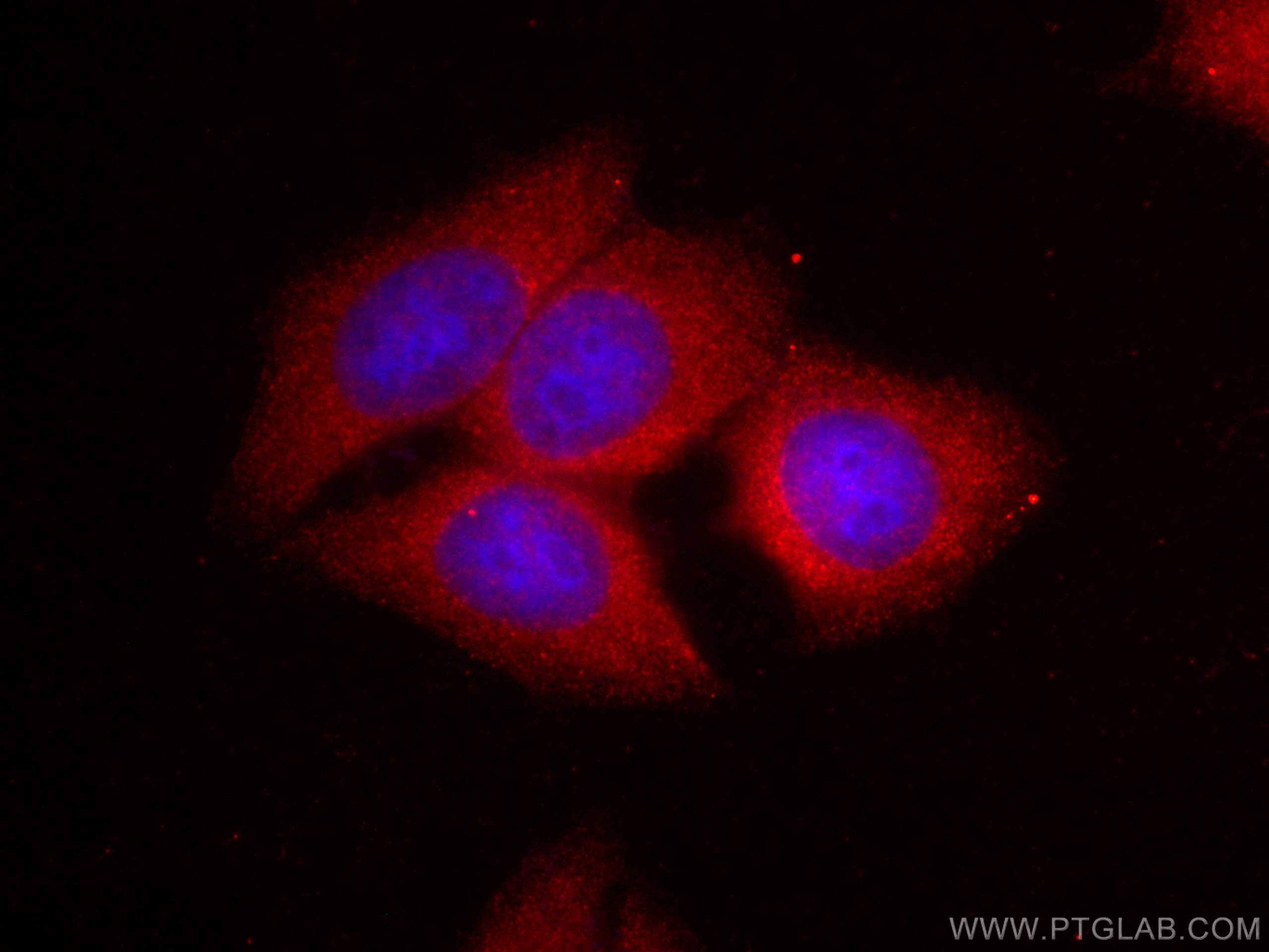 Immunofluorescence (IF) / fluorescent staining of HepG2 cells using CoraLite®594-conjugated MMP9 (N-terminal) Polyclon (CL594-10375)