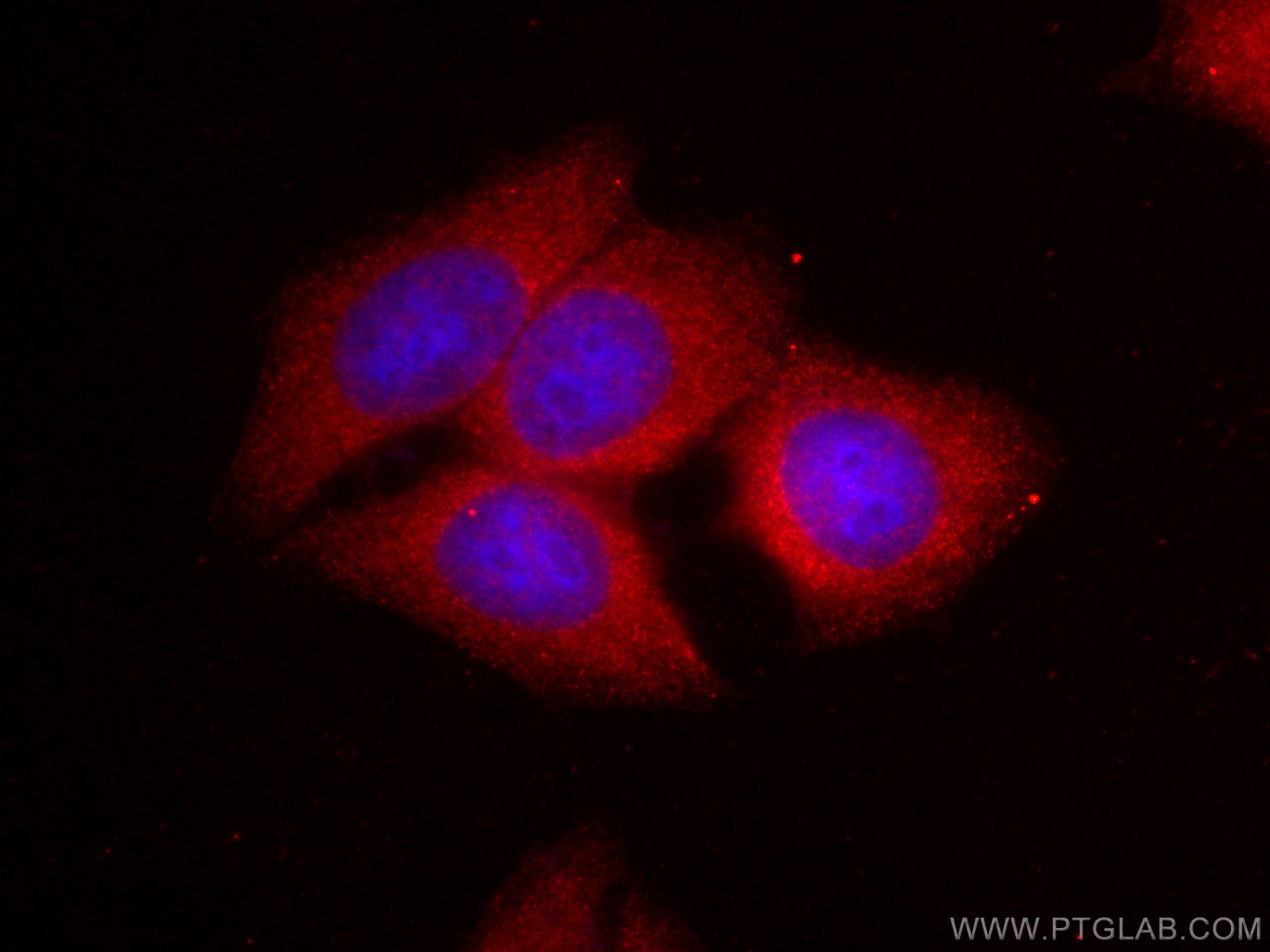 Immunofluorescence (IF) / fluorescent staining of HepG2 cells using CoraLite®594-conjugated MMP9 (N-terminal) Polyclon (CL594-10375)