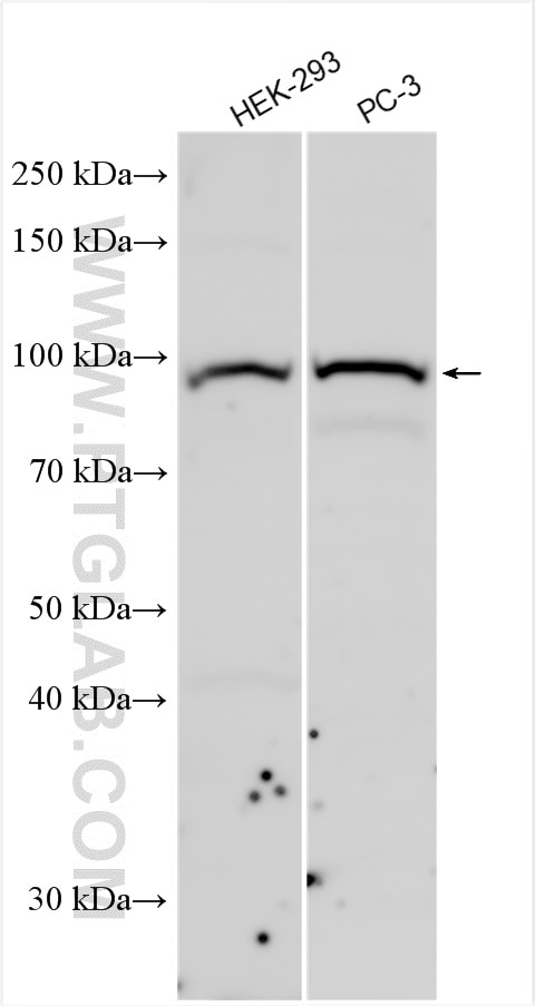 Western Blot (WB) analysis of various lysates using MMS19 Polyclonal antibody (16015-1-AP)