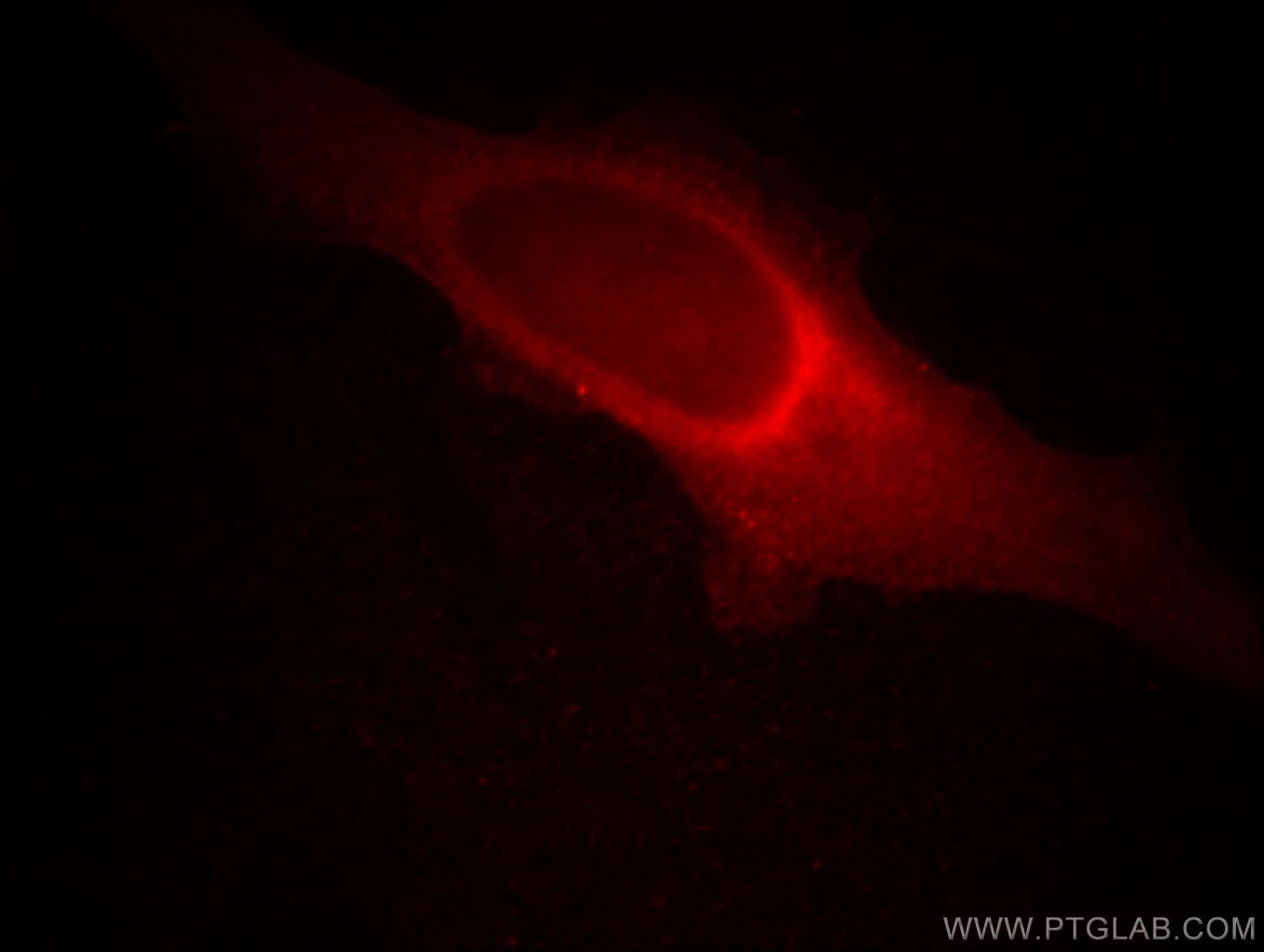 Immunofluorescence (IF) / fluorescent staining of HeLa cells using MMS19 Monoclonal antibody (66049-1-Ig)