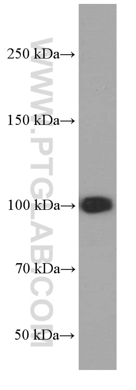 Western Blot (WB) analysis of HEK-293 cells using MMS19 Monoclonal antibody (66049-1-Ig)