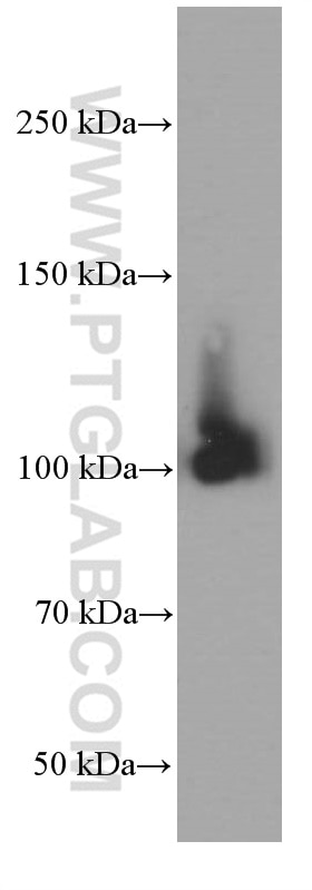 Western Blot (WB) analysis of NIH/3T3 cells using MMS19 Monoclonal antibody (66049-1-Ig)