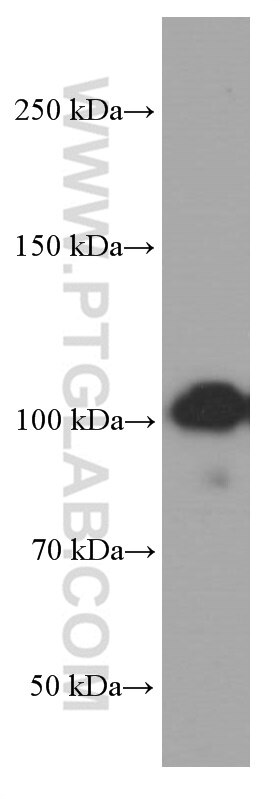 Western Blot (WB) analysis of RAW 264.7 cells using MMS19 Monoclonal antibody (66049-1-Ig)