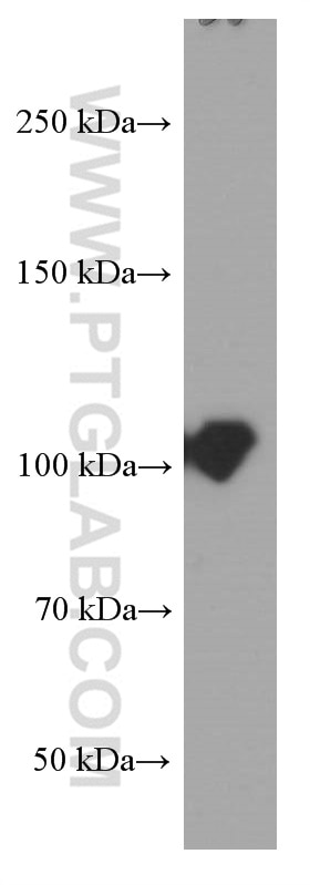Western Blot (WB) analysis of RAW 264.7 cells using MMS19 Monoclonal antibody (66049-1-Ig)