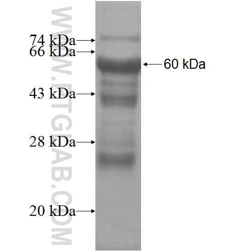 MMS19 fusion protein Ag8792 SDS-PAGE