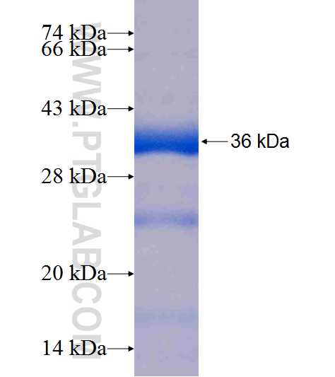 MMS19 fusion protein Ag8960 SDS-PAGE