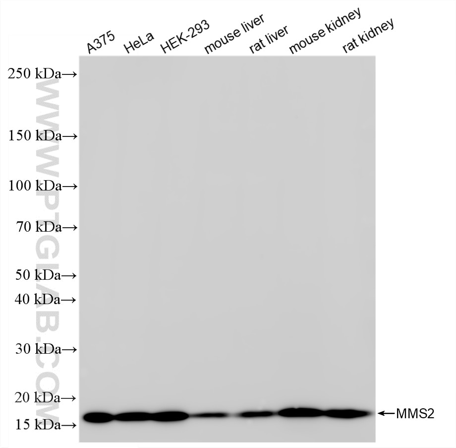Western Blot (WB) analysis of various lysates using MMS2 Recombinant antibody (86551-3-RR)