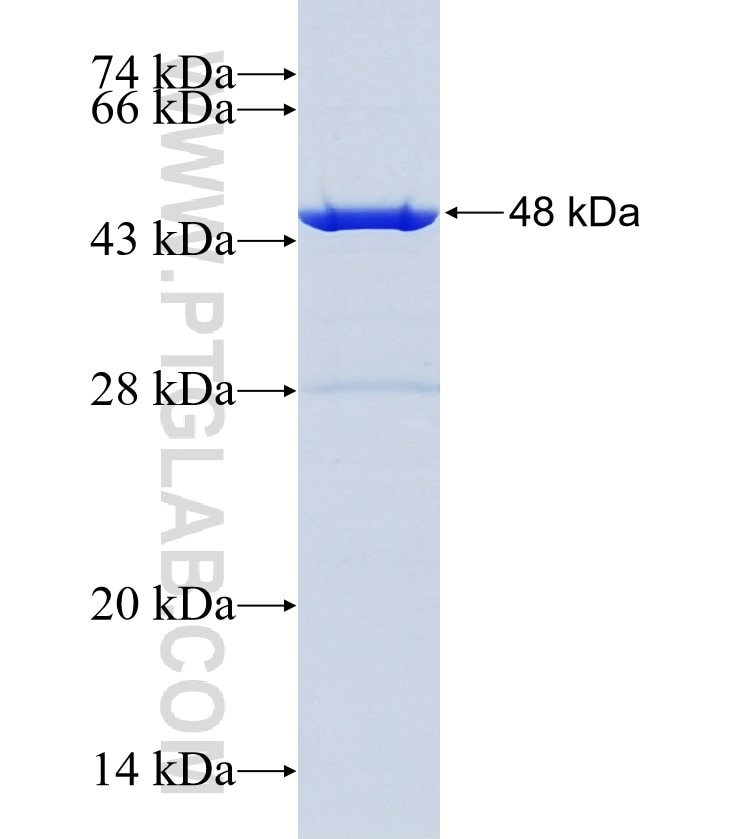 MMS22L fusion protein Ag35453 SDS-PAGE MMS22L fusion protein Ag35453 SDS-PAGE