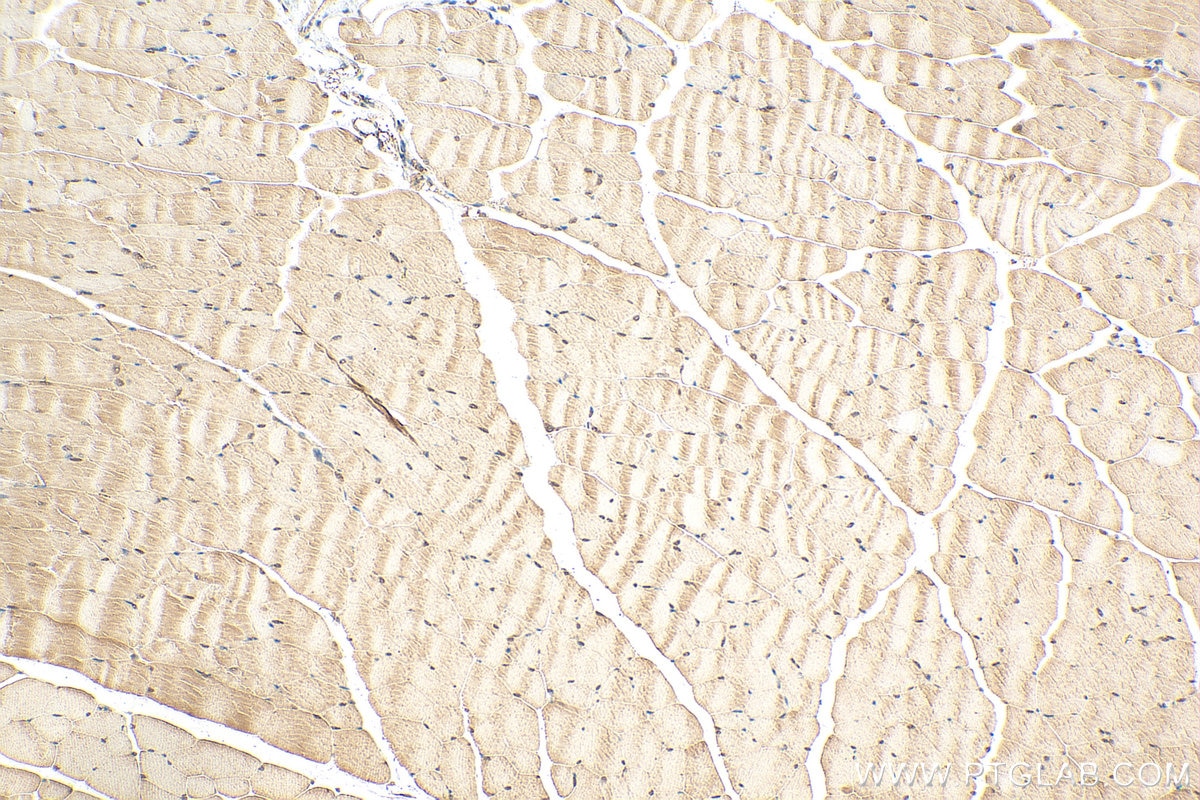 Immunohistochemistry (IHC) staining of mouse skeletal muscle tissue using MN1 Polyclonal antibody (24697-1-AP)