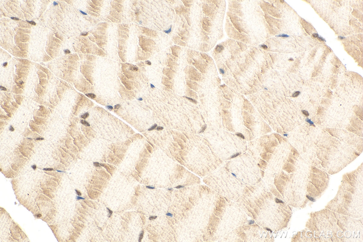 Immunohistochemistry (IHC) staining of mouse skeletal muscle tissue using MN1 Polyclonal antibody (24697-1-AP)