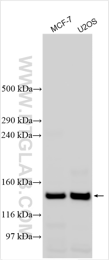 Western Blot (WB) analysis of various lysates using MN1 Polyclonal antibody (24697-1-AP)