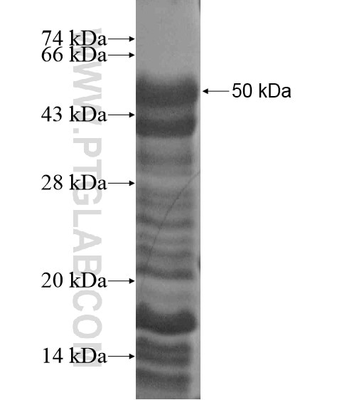 MN1 fusion protein Ag20344 SDS-PAGE