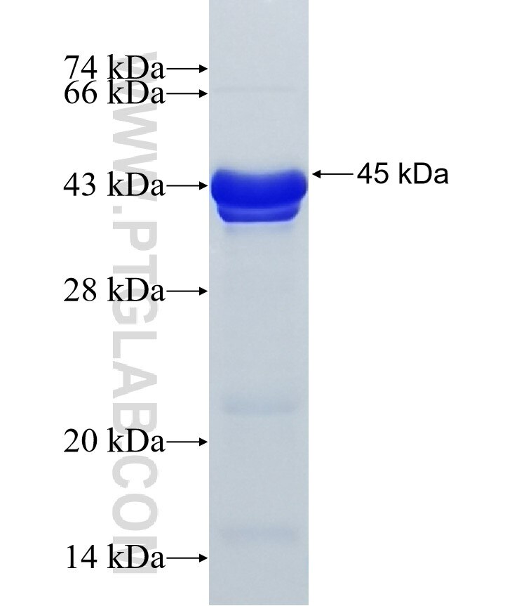 MN1 fusion protein Ag20344 SDS-PAGE