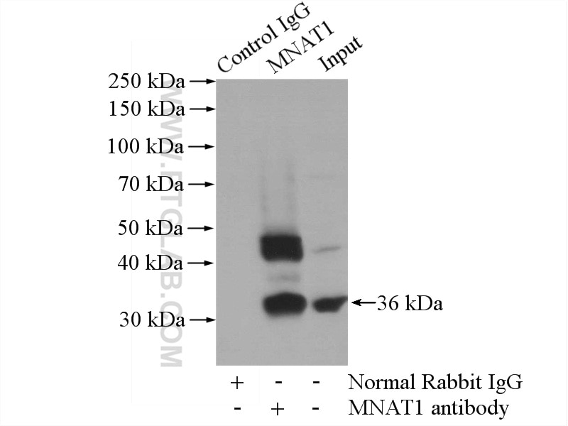 Immunoprecipitation (IP) experiment of HeLa cells using MNAT1 Polyclonal antibody (11719-1-AP)