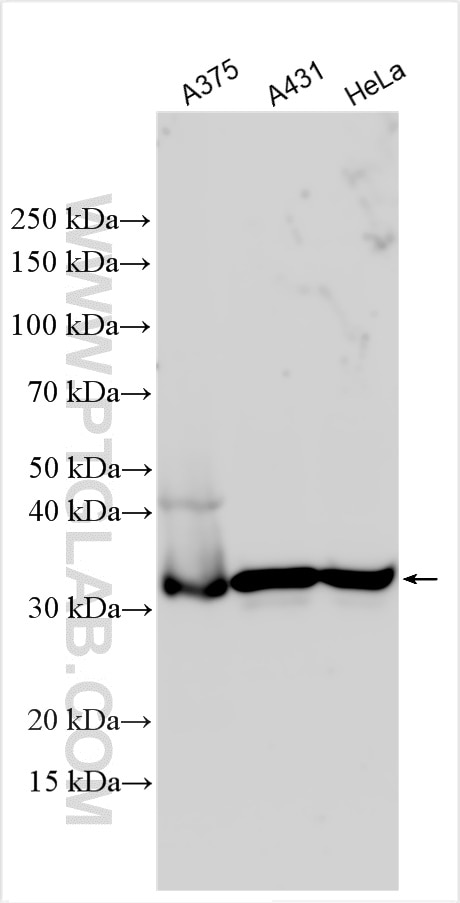 Western Blot (WB) analysis of various lysates using MNAT1 Polyclonal antibody (11719-1-AP)