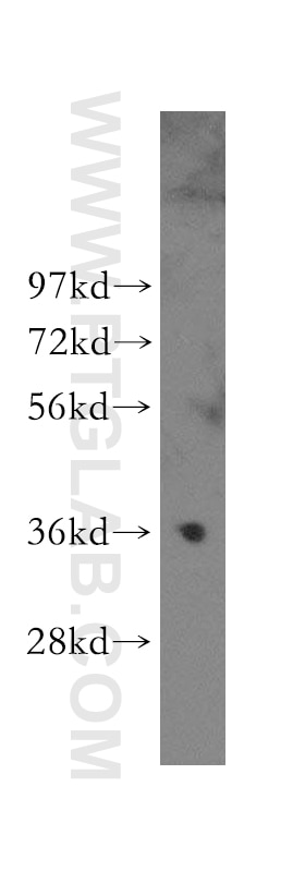 Western Blot (WB) analysis of MCF-7 cells using MNAT1 Polyclonal antibody (11719-1-AP)