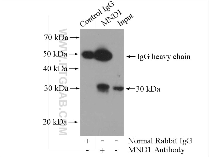 Immunoprecipitation (IP) experiment of mouse liver tissue using MND1 Polyclonal antibody (11636-1-AP)