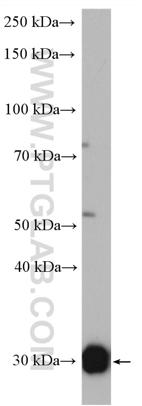 Western Blot (WB) analysis of HepG2 cells using MND1 Polyclonal antibody (11636-1-AP)