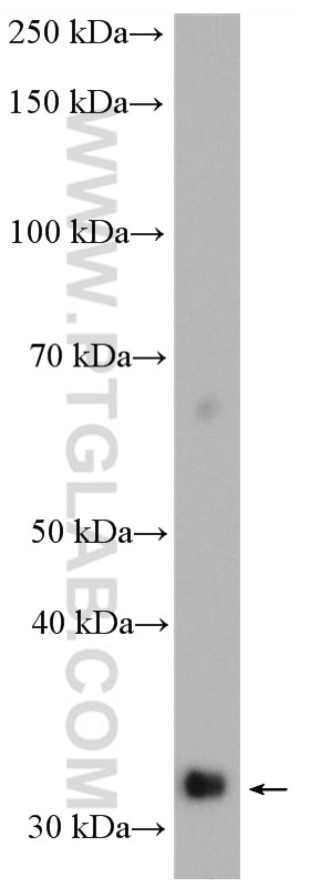 Western Blot (WB) analysis of mouse liver tissue using MND1 Polyclonal antibody (11636-1-AP)