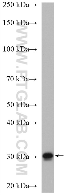 Western Blot (WB) analysis of HepG2 cells using MND1 Polyclonal antibody (11636-1-AP)