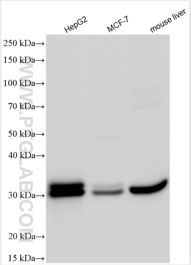Western Blot (WB) analysis of various lysates using MND1 Polyclonal antibody (11636-1-AP)
