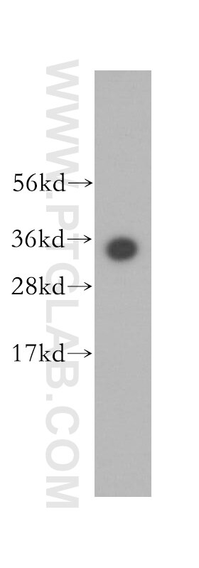 Western Blot (WB) analysis of human lung tissue using MND1 Polyclonal antibody (11636-1-AP)