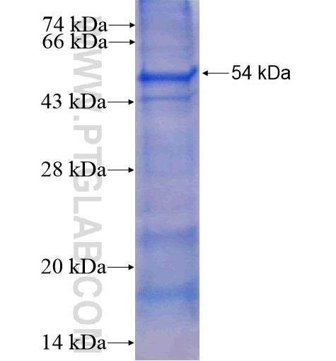 MNDA fusion protein Ag5855 SDS-PAGE