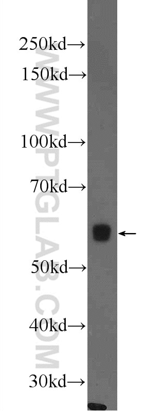 Western Blot (WB) analysis of rat testis tissue using MNS1 Polyclonal antibody (12693-1-AP)