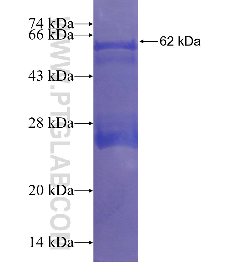 MNS1 fusion protein Ag3423 SDS-PAGE