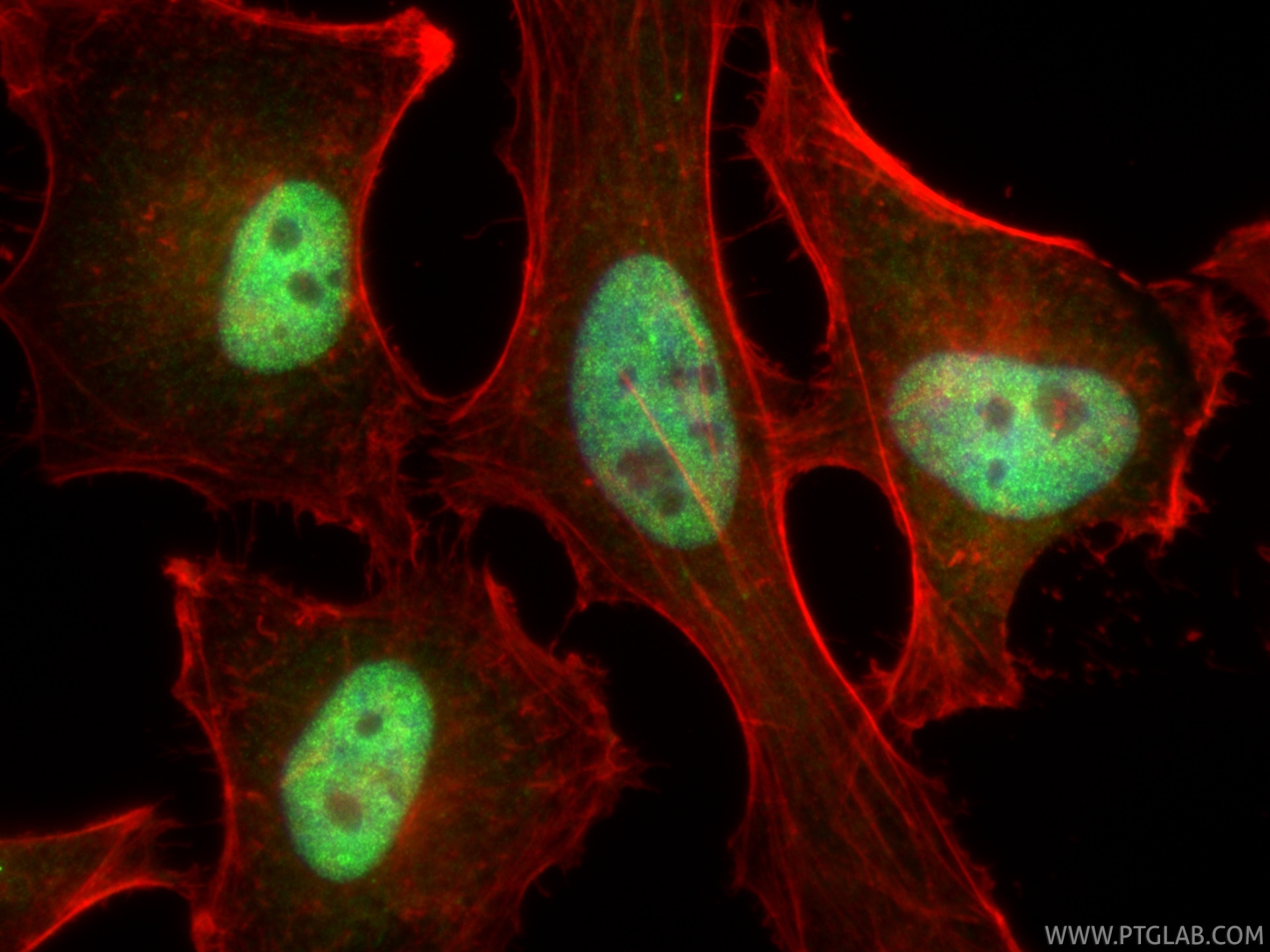 Immunofluorescent analysis of (4% PFA) fixed HeLa cells using MNT antibody (83648-1-RR, Clone: 240550A10 ) at dilution of 1:200 and CoraLite®488-Conjugated Goat Anti-Rabbit IgG(H+L) (SA00013-2), CL594-phalloidin (red). This data was developed using the same antibody clone with 83648-1-PBS in a different storage buffer formulation. Immunofluorescence (IF) / fluorescent staining of HeLa cells using MNT Recombinant monoclonal antibody (83648-1-RR)