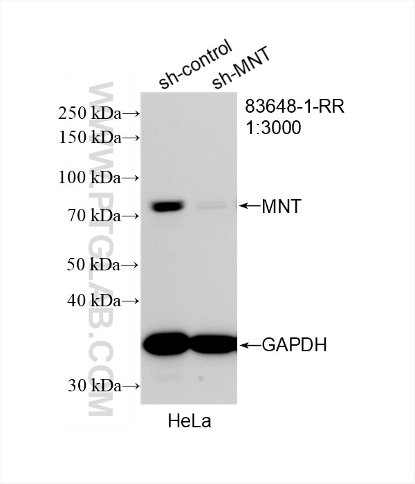 Western Blot (WB) analysis of HeLa cells using MNT Recombinant antibody (83648-1-RR)