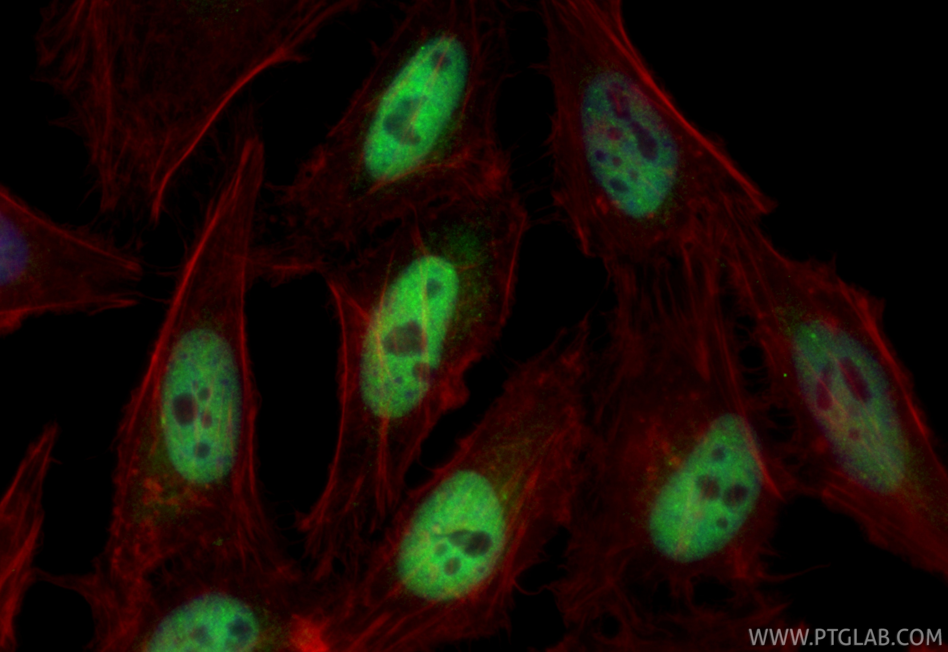 Immunofluorescent analysis of (4% PFA) fixed HeLa cells using CoraLite® Plus 488 MNT antibody (CL488-83648, Clone: 240550A10 ) at dilution of 1:200, CL594-Phalloidin (red). Immunofluorescence (IF) / fluorescent staining of HeLa cells using CoraLite® Plus 488-conjugated MNT Recombinant mono (CL488-83648)