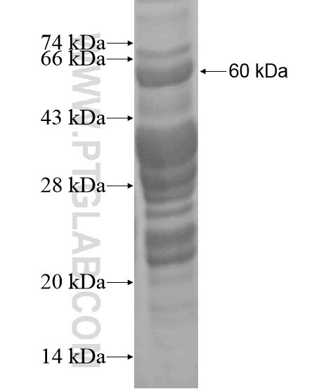 MNT fusion protein Ag20666 SDS-PAGE
