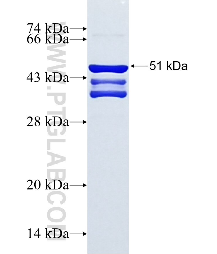 MNX1 fusion protein Ag37229 SDS-PAGE