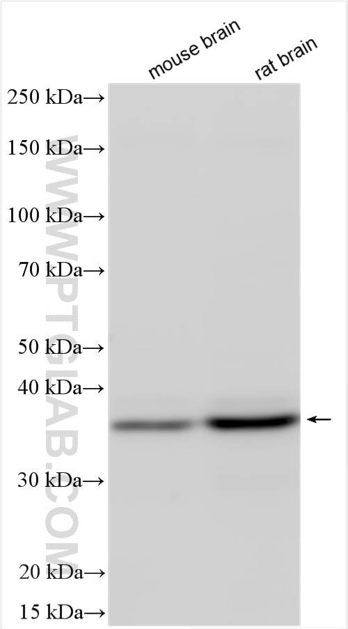 Western Blot (WB) analysis of various lysates using MOAP1 Polyclonal antibody (15325-1-AP)