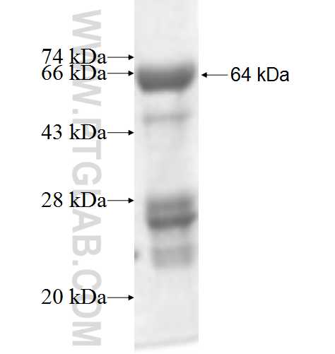 MOAP1 fusion protein Ag2876 SDS-PAGE