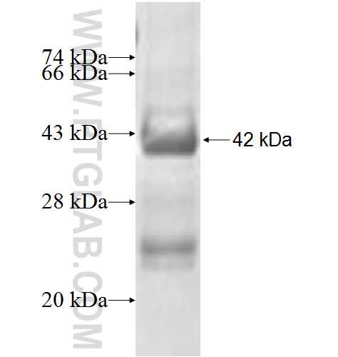 MOAP1 fusion protein Ag7793 SDS-PAGE