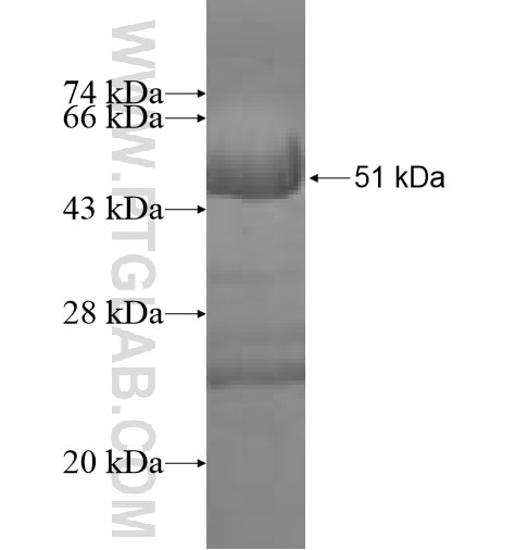 MOBKL1A fusion protein Ag3509 SDS-PAGE