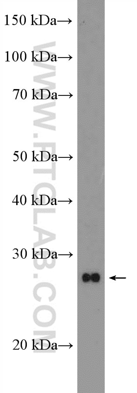 Western Blot (WB) analysis of A375 cells using MOBKL1B Polyclonal antibody (11669-1-AP)