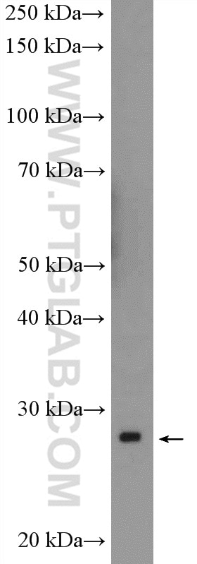 Western Blot (WB) analysis of K-562 cells using MOBKL1B Polyclonal antibody (11669-1-AP)
