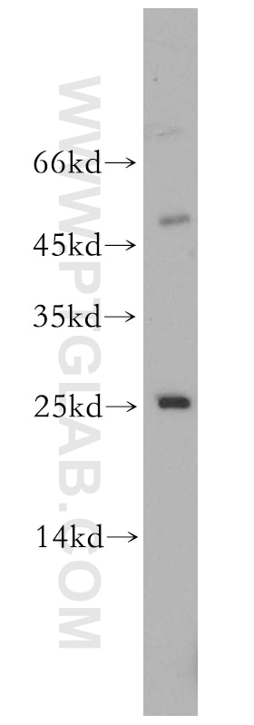 Western Blot (WB) analysis of mouse liver tissue using MOBKL1B Polyclonal antibody (11669-1-AP)