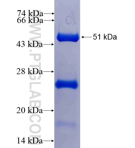 MOBKL1B fusion protein Ag2252 SDS-PAGE