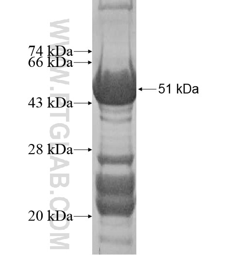 MOBKL2A fusion protein Ag10540 SDS-PAGE
