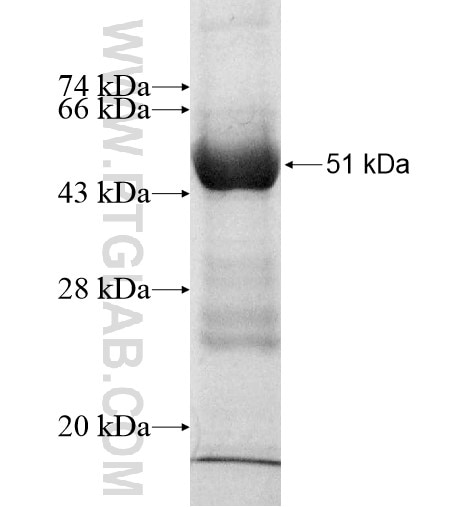 MOBKL2B fusion protein Ag10593 SDS-PAGE