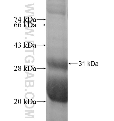 MOBKL2B fusion protein Ag11022 SDS-PAGE