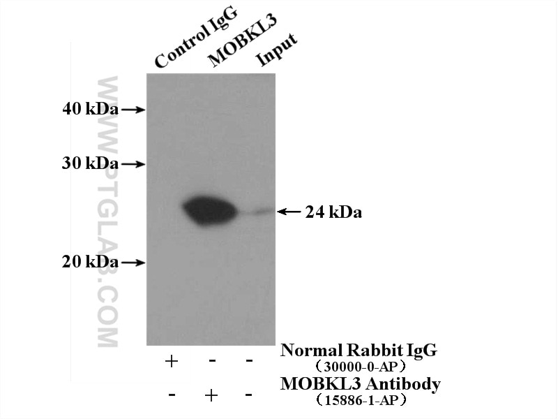 Immunoprecipitation (IP) experiment of K-562 cells using MOBKL3 Polyclonal antibody (15886-1-AP)