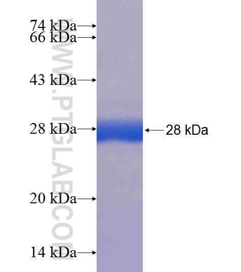 MOBKL3 fusion protein Ag8555 SDS-PAGE